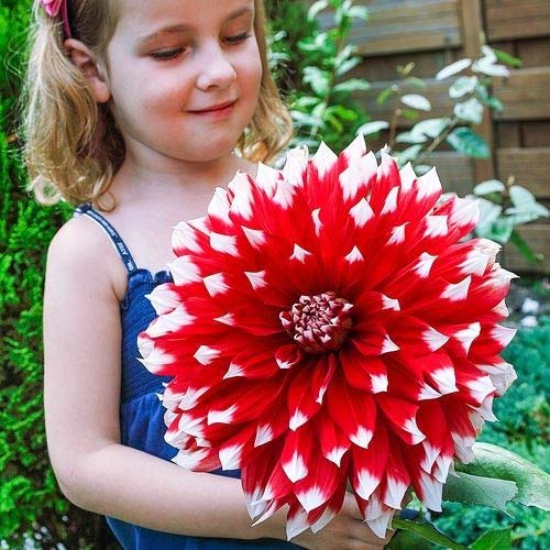 Rare 100pcs Giant Dinnerplate Dahlia Mix Flower SunLoving Empire